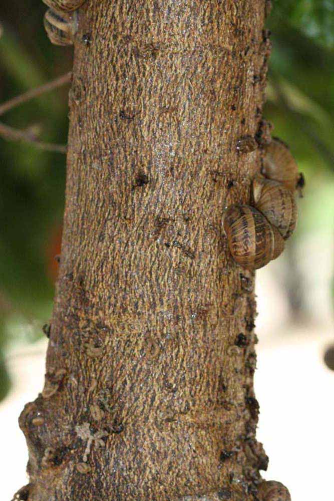            Bark (Riverside, CA)   